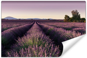 Fototapeta Efekt 3D Lawendowe Pole Krajobraz Natura 400cm x 280cm