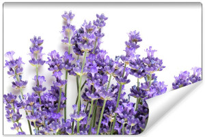 Fototapeta Efekt 3D Lawenda Kwiaty do Salonu 90cm x 60cm