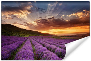 Fototapeta Efekt 3D do Salonu Krajobraz Pole Lawendowe 135cm x 90cm