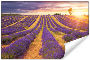 Fototapeta ŚCIENNA Efekt 3D Lawendowe Pole 180cm x 120cm