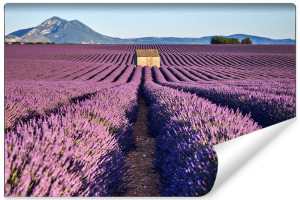 Fototapeta do Salonu Pole Kwiaty Lawendy Efekt 3D 90cm x 60cm