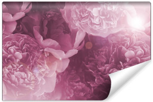 Fototapeta DEKORACYJNA Delikatne Peonie Efekt 3D 405cm x 270cm