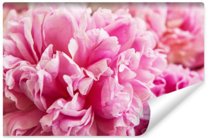 Fototapeta do Salonu Różowe PEONIE Efekt 3D 135cm x 90cm