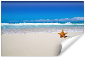 Fototapeta DO SALONU 3D Krajobraz Morski Plaża Rozgwiazda 300cm x 210cm