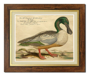 Obraz na płótnie ptactwo domowe 52x62cm