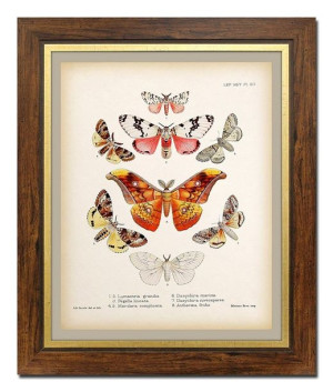 Obraz na płótnie motyle 52x62cm