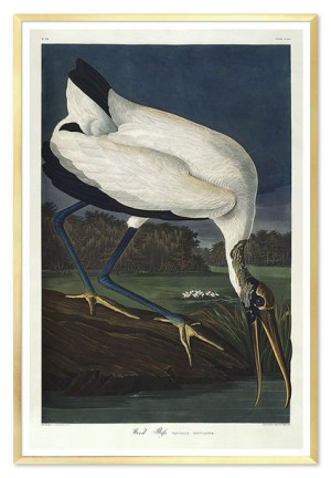 Obraz na płótnie ptactwo 63x93cm