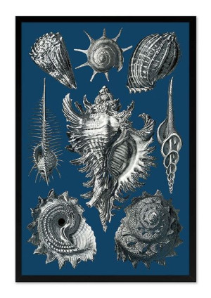 Obraz na płótnie muszle 63x93cm