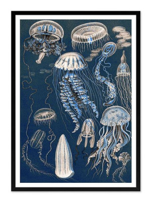 Obraz na płótnie meduzy 53x73cm
