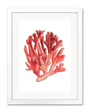 Obraz koralowiec 33x43cm