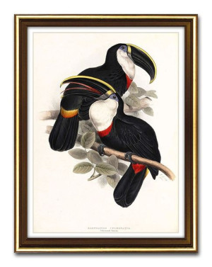 Obraz na płótnie papugi 33x43cm