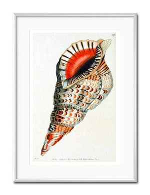 Obraz muszla 31x41cm