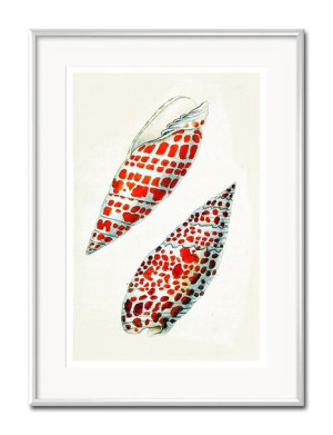 Obraz muszla 31x41cm