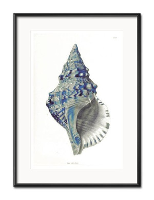Obraz muszla 31x41cm