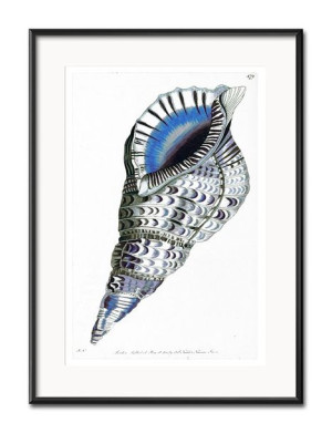 Obraz muszla 31x41cm