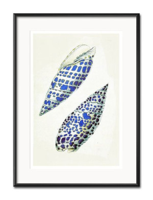 Obraz muszla 31x41cm
