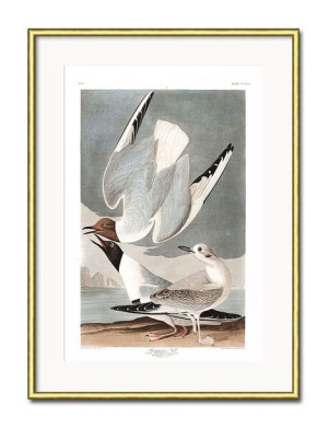 Obraz mewy 31x41cm
