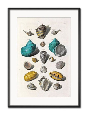 Obraz muszelki 31x41cm