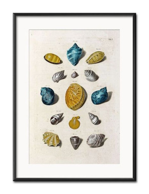 Obraz muszelki 31x41cm