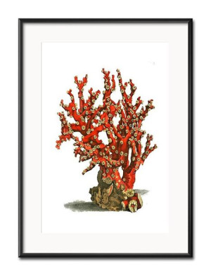 Obraz czerwony koralowiec 31x41cm