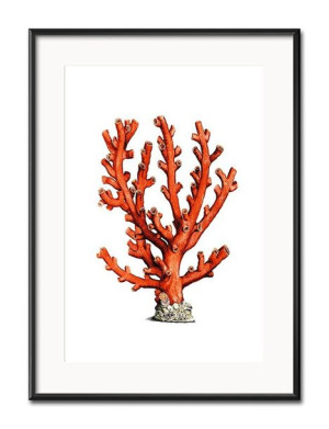 Obraz czerwony koralowiec 31x41cm