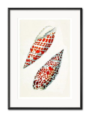 Obraz czerwone muszelki 31x41cm