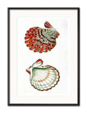 Obraz czerwone muszelki 31x41cm