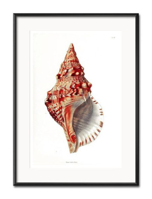 Obraz czerwone muszelki 31x41cm