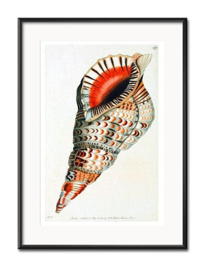 Obraz czerwone muszelki 31x41cm