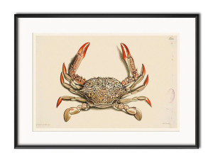 Obraz kolorowy krab 31x41cm