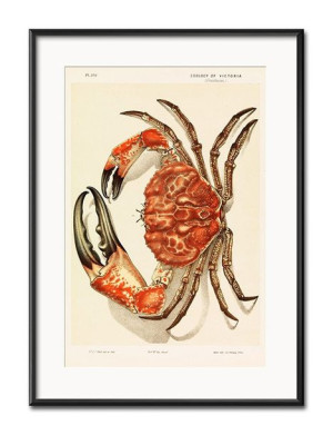 Obraz kolorowy krab 31x41cm