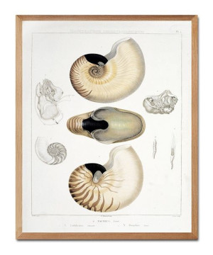 Obraz na płótnie muszle 43x53cm