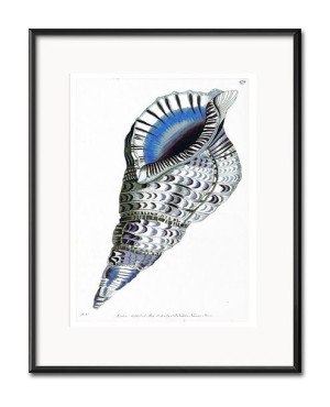 Obraz niebieska muszla 21x26cm
