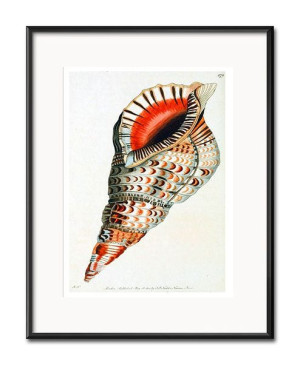 Obraz czerwona muszla 21x26cm