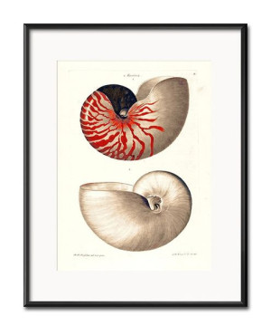 Obraz czerwona muszla 21x26cm