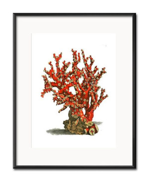 Obraz czerwony koralowiec 21x26cm