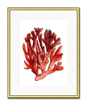 Obraz czerwony koralowiec 21x26cm