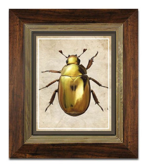 Obraz na płótnie żuk 31x36cm