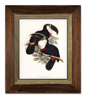 Obraz na płótnie papugi 31x36cm