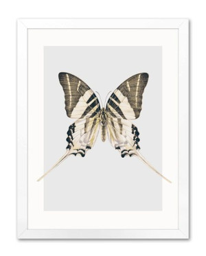 Obraz na płótnie motyl 33x43cm