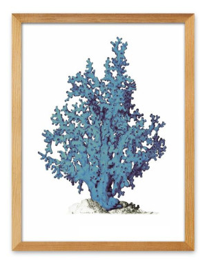 Obraz na płótnie niebieski koralowiec 33x43cm