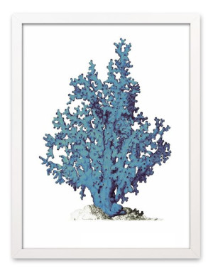 Obraz na płótnie niebieski koralowiec 33x43cm
