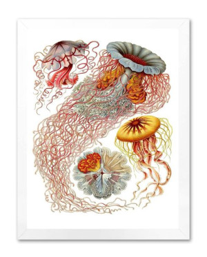 Obraz na płótnie meduzy i koralowce 33x43cm