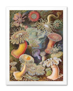 Obraz na płótnie meduzy i koralowce 33x43cm