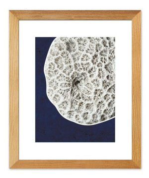 Obraz na płótnie gąbka morska 23x28cm