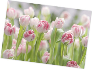 Fototapeta Różowe Tuliany Kwiaty 368x254cm