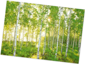 Fototapeta Brzozy Las Brzozowy 368x254cm