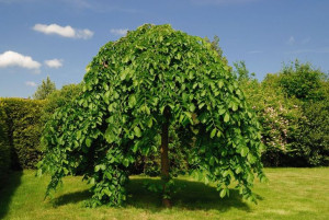 Morwa Czarna Pendula Na Pniu 200 Cm Sadzonka