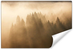 Fototapeta NA ŚCIANĘ 3D Styl Vintage Mglisty Las 400cm x 280cm