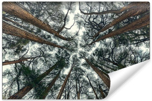 Fototapeta DEKORACYJNA 3D do Sypialni DRZEWA w Lesie 300cm x 210cm